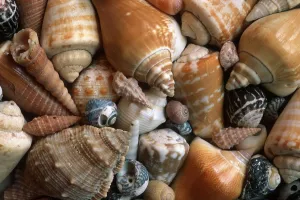 No People In The Photo Prints: Shells