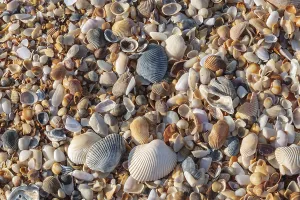 Seashell Collection Prints: Shells on a beach