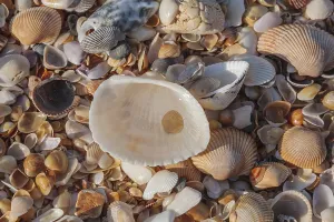 Beach Shells Prints: Shells on a beach
