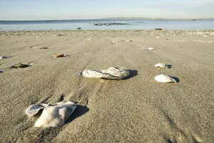 Central Europe Shoreline Prints: Empty shells at the beach