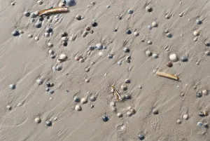Mollusc Animal Prints: Shells on the beach background