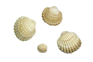 North Sea Beach Scene Prints: Shells, cropped
