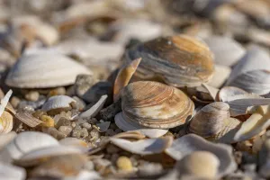 Seashell Decoration Prints: Shells lying on the beach