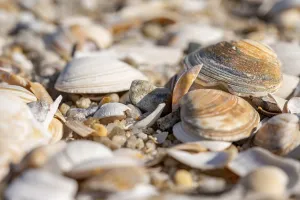 Seashell Decoration Prints: Shells lying on the beach