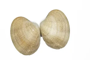 Bivalve Animal Images Prints: Shells on a white background
