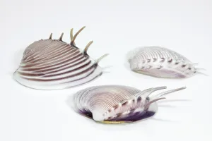 Bivalve Animal Images Prints: Shells on a white background
