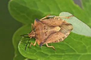 True Bugs In Nature Prints: Shield Bug (Carpocoris fuscispinus)