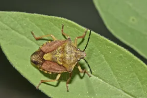 Shield Bug Prints: Shield Bug (Carpocoris fuscispinus)