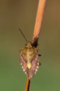 Shield Bug Prints: Shield Bug (Carpocoris fuscispinus)
