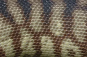 Lepidosauria Scaled Reptile Image Prints: Detail of skin on an Australian black headed python