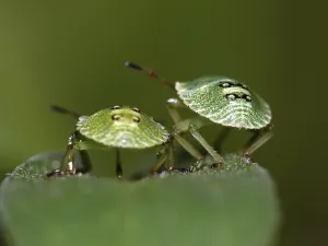 No People In The Background Photos Prints: Small bugs