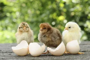 Cute Chicks Prints: Small chicks and egg shells