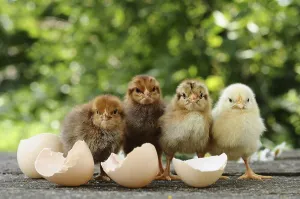 Wild Animal Eggs Prints: Small chicks and egg shells
