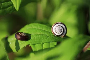 Summer Meadow Germany Prints: Small snails on a summer meadow