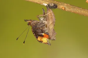 Aglais Urticae Prints: Small tortoiseshell (Aglais urticae)