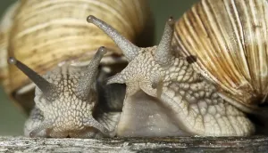 Macro Snail Photography Prints: Two snails in their shells