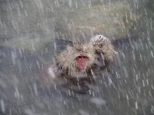 Waterfront Winter Scene Prints: Snow monkey (Macaca fuscata)