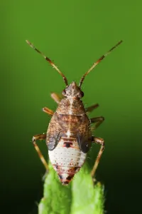 True Bug Prints: Soft bug