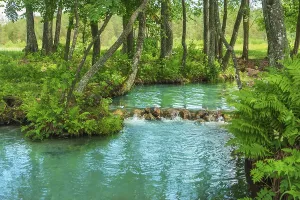 Contemplative Nature Scene Prints: At the source of the forest river