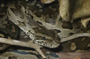 Constrictor Snakes Prints: Southern Rock Python (Python natalensis)
