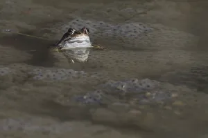 Batrachian Mating Season Prints: Spawning common toad (Bufo bufo)