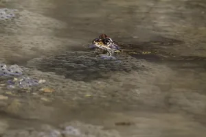 Bufo Bufo Reproduction Prints: Spawning common toad (Bufo bufo)