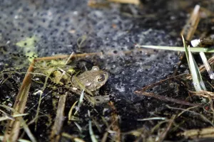 Wild Animal Protection Prints: Spawning lump with toad