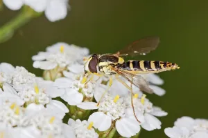 Flower Fly Prints: Spharophoria scripta, Long hoverfly, Long hoverfly