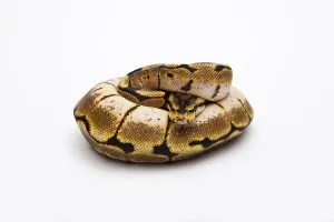 Full Body Studio Shot Prints: Spider Ball Python or Royal Python (Python regius)