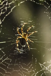 Macro Spider Web Prints: Spider is doing the web, macro view