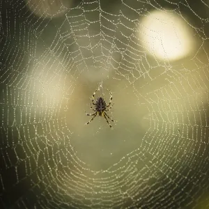 Macro Spider Web Prints: Spider is doing the web, macro view