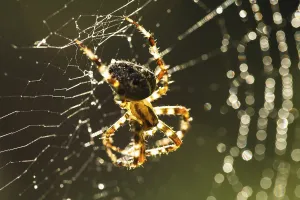 Spider Web Macro Prints: Spider is doing the web, macro view