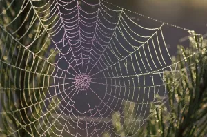 Close Up Spider Web Prints: Spider web