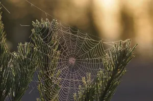 Backlight Shot Prints: Spider web in backlight