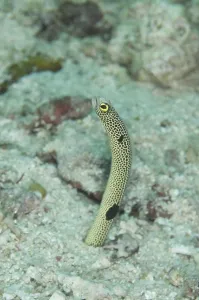 Borneo Marine Life Prints: Spotted Eel, Spotted Eel, Eels