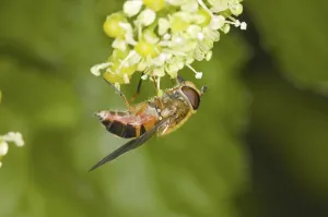 Female Hoverfly Prints: Spring hoverfly (Epistrophe eligans)
