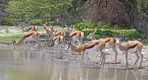 Africa's Natural Environment Prints: Springb