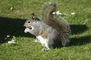 Sciurus Vulgaris Species Prints: Squirrel