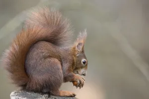 Squirrel Images Prints: squirrel