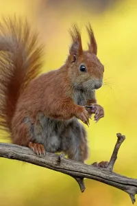 Central Europe Exterior View Prints: squirrel