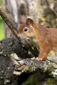 Squirrel Images Prints: squirrel