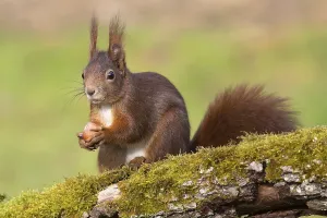 Animals In The Wild Alone Prints: squirrel