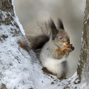 Animal Feed Sources Prints: The squirrel gnaws a nut in a tree fork