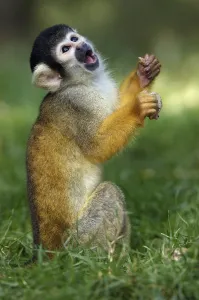 South American Primates Prints: Squirrel Monkey, common squirrel monkey (Saimiri sciureus)