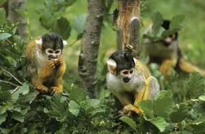 New World Primate Photos Prints: SQUIRREL MONKEY GROUP (saimiri sciureus) IN BAUM