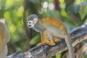 Brazilian Jungle Animals Prints: Squirrel Monkey (Saimiri sciureus)