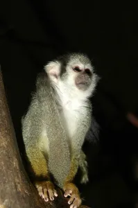Squirrel monkey (Saimiri sciureus)