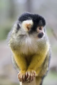 Squirrel Monkey Habitat Prints: Squirrel monkey (Saimiri sciureus)