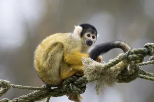 Common Squirrel Monkey Prints: Squirrel monkey (Saimiri sciureus)