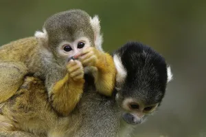 Squirrel Monkey Prints: Squirrel Monkey (Saimiri sciureus)